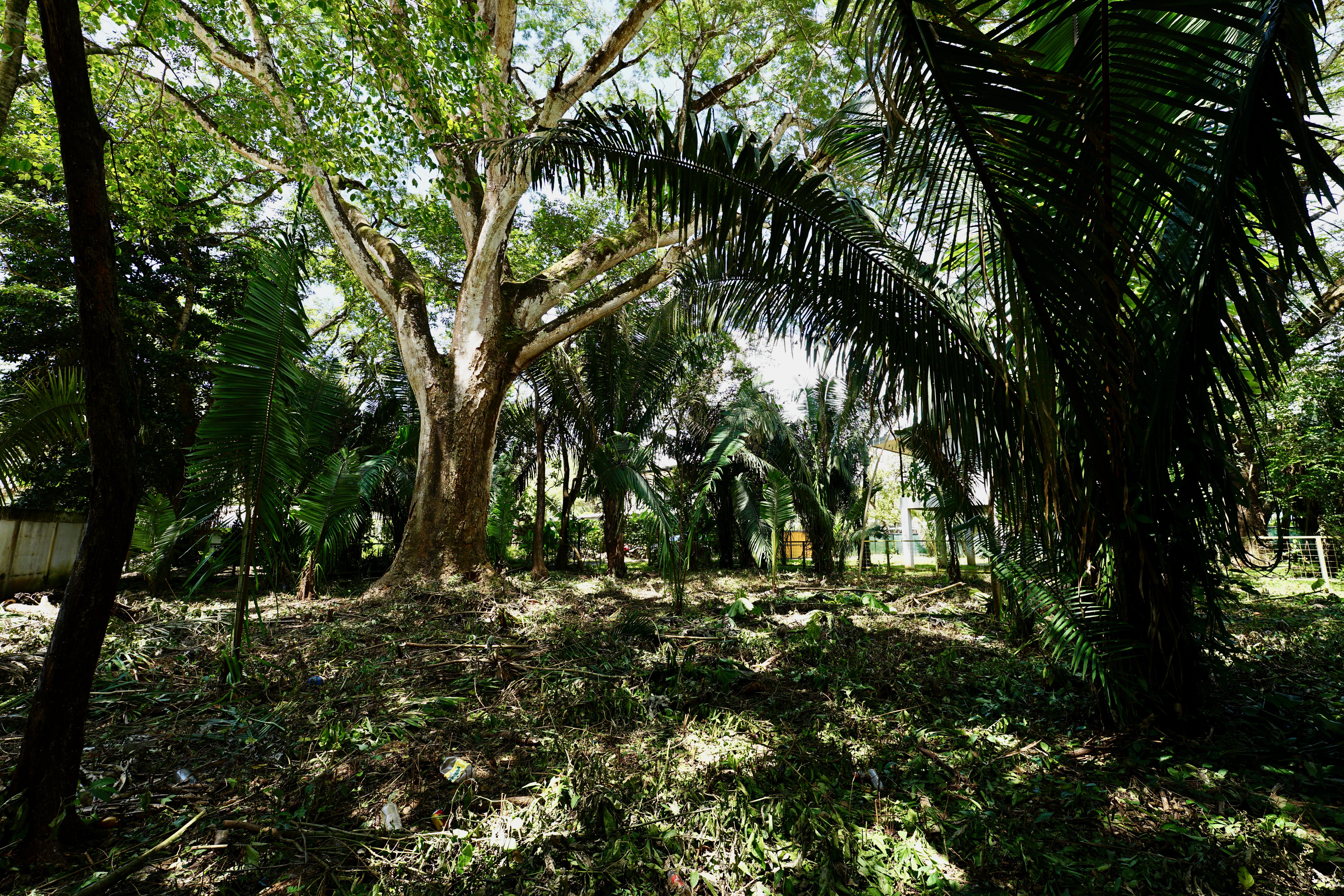 Nosara