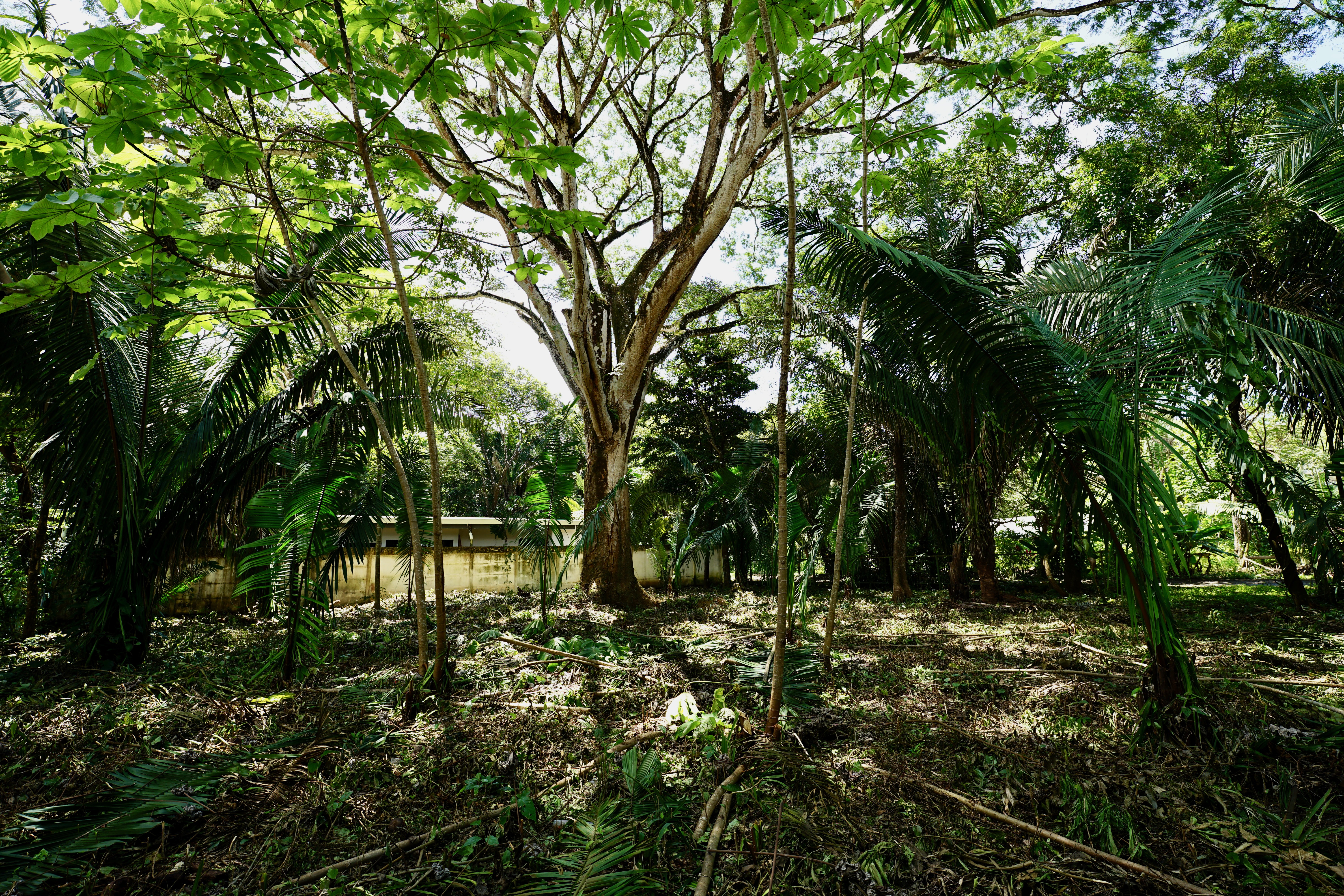 Nosara