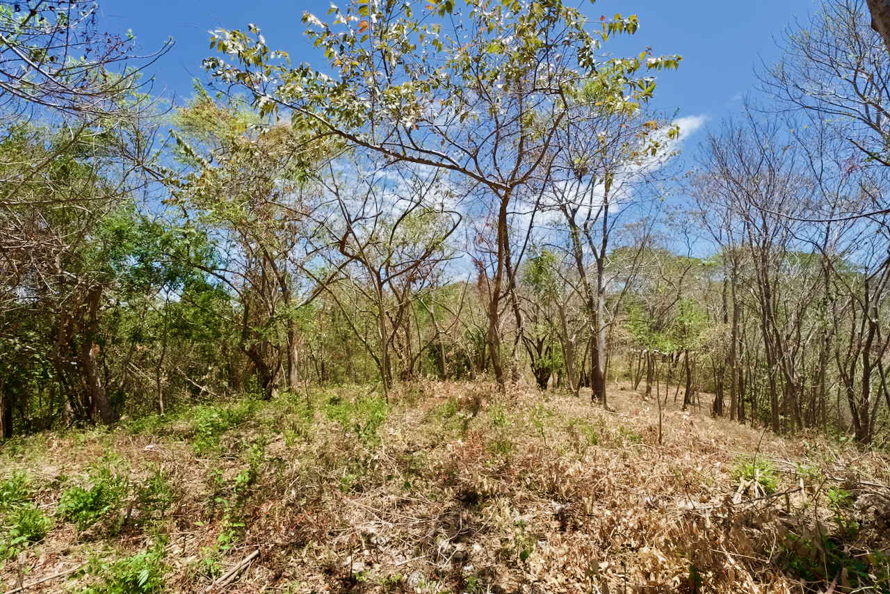 Nosara