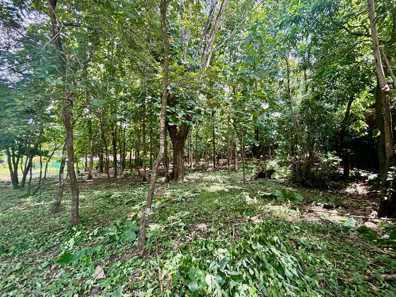 Nosara