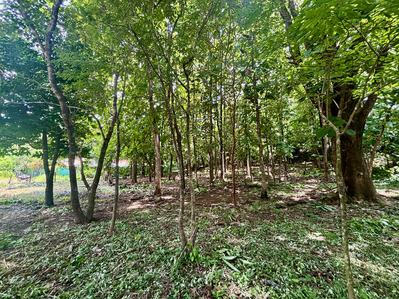 Nosara