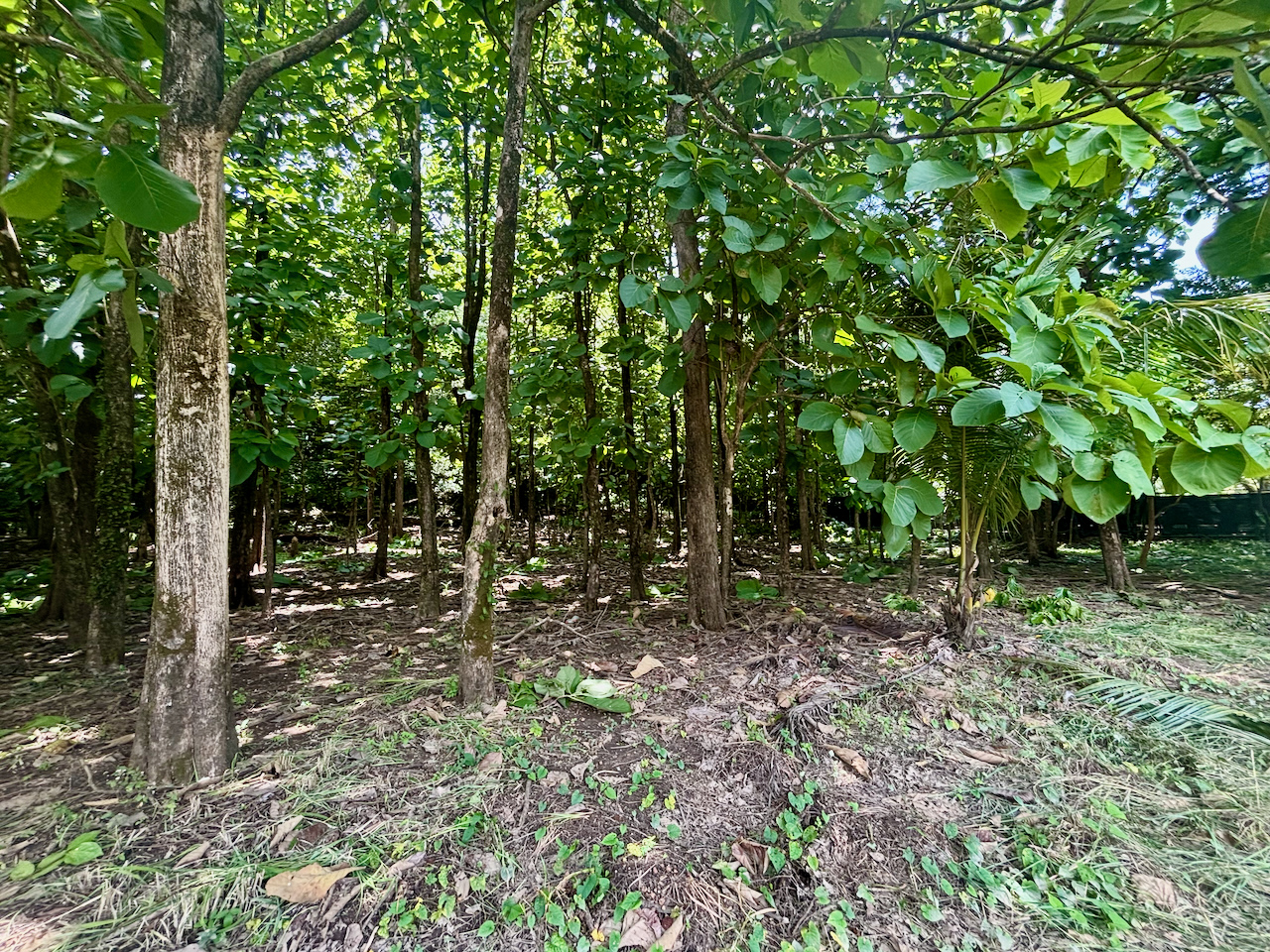 Nosara