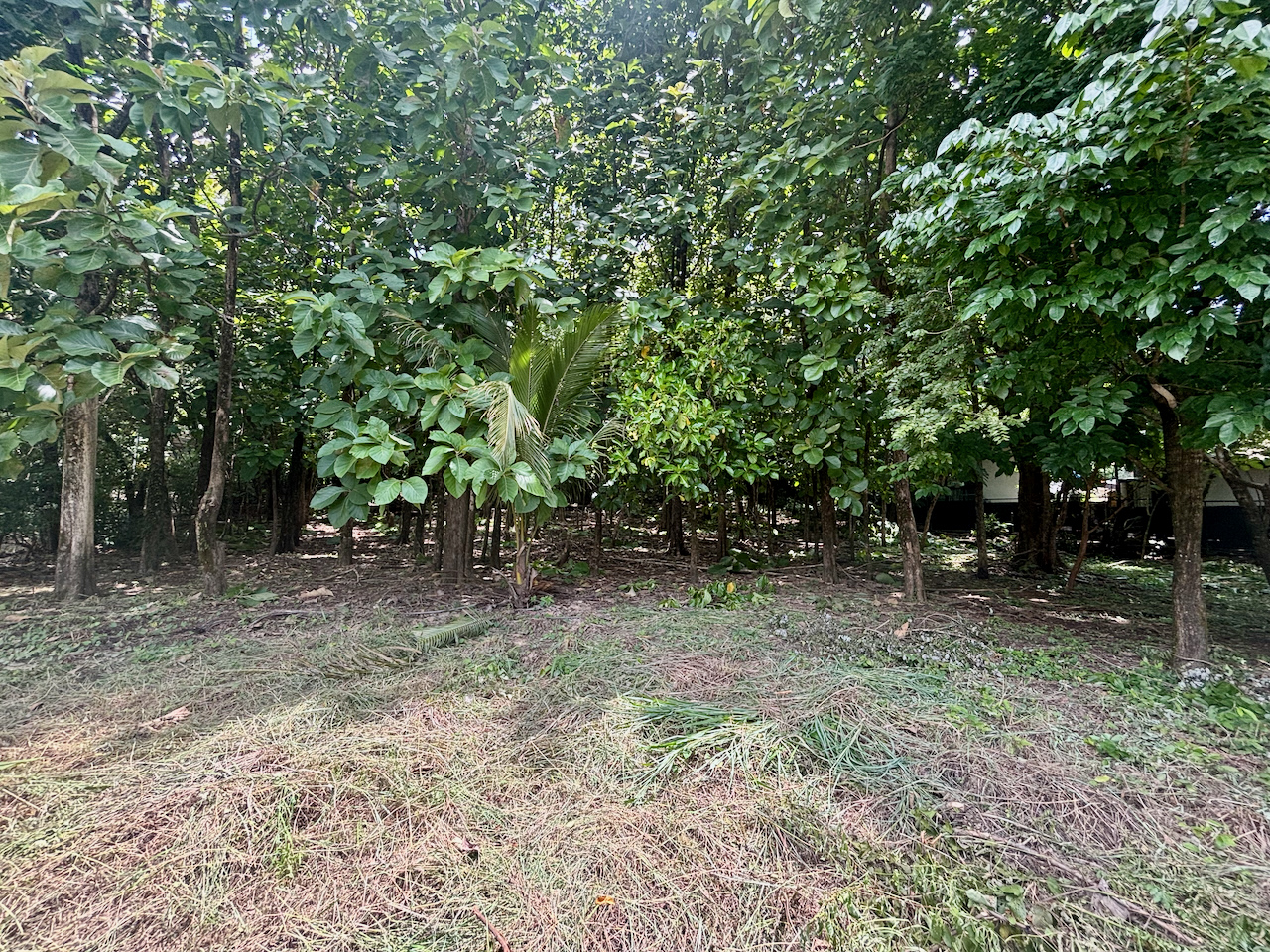 Nosara