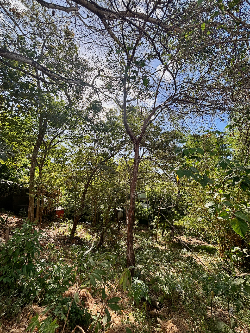 Nosara
