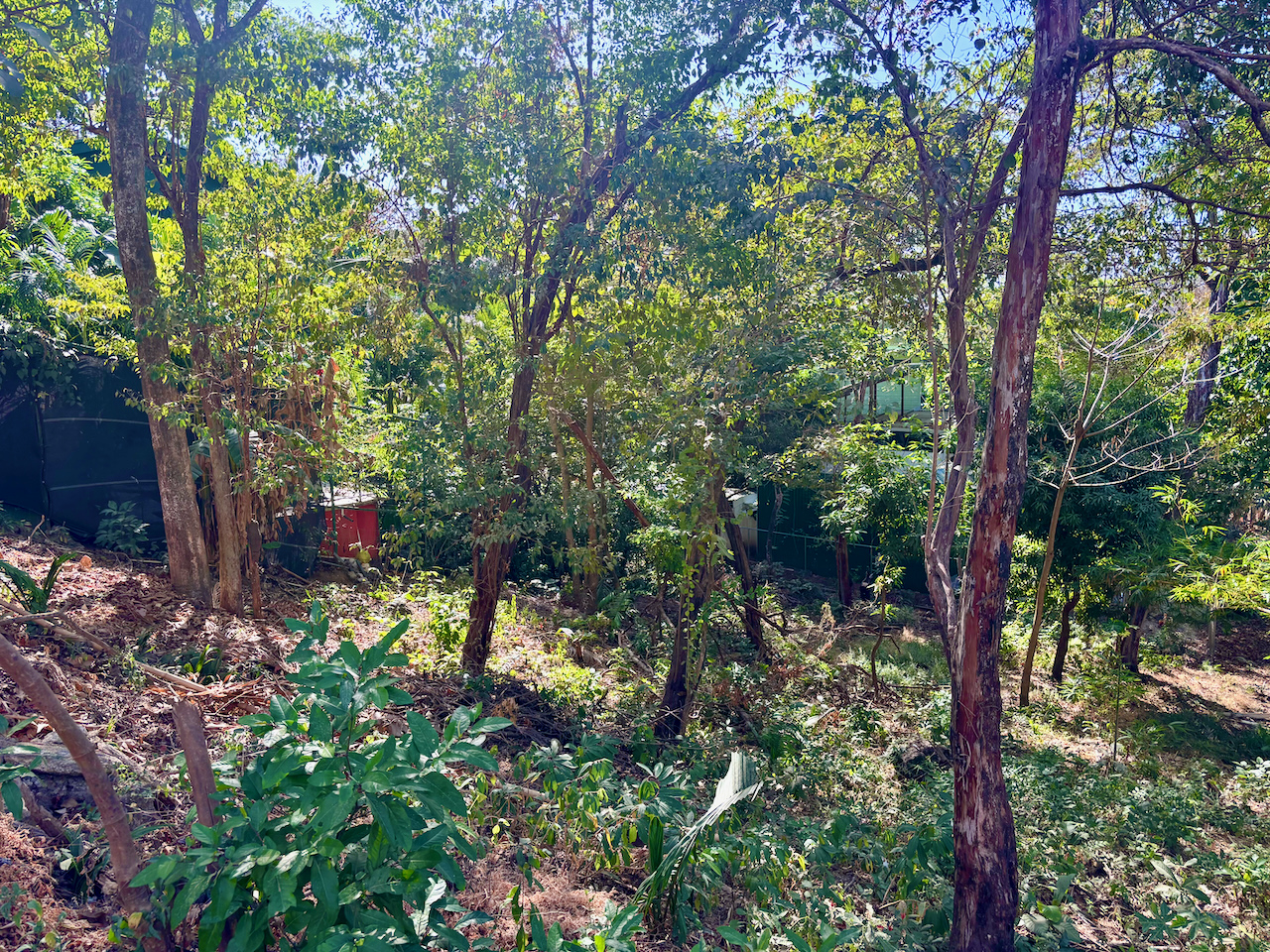 Nosara