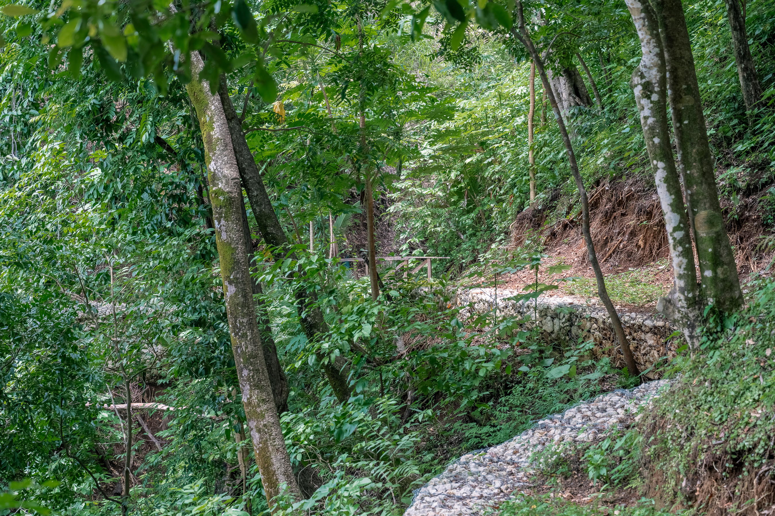 Nosara
