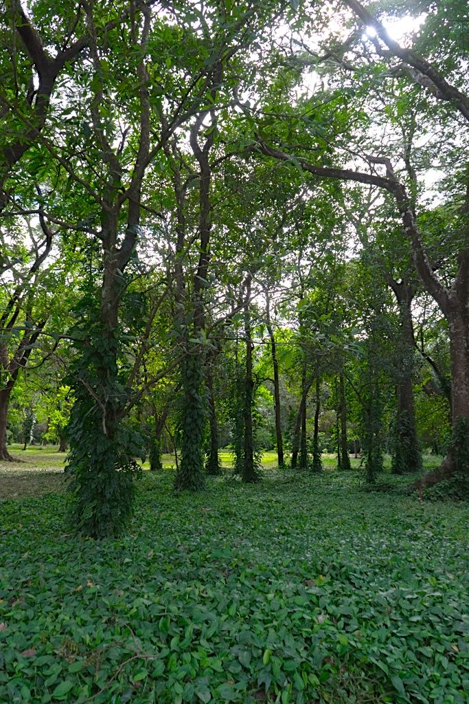 Nosara