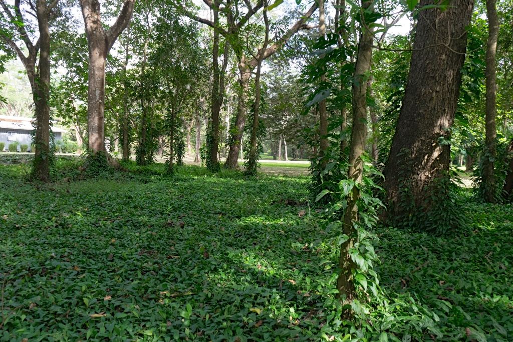 Nosara
