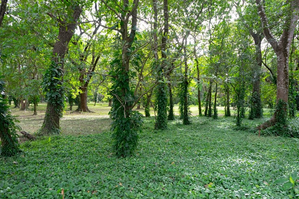 Nosara