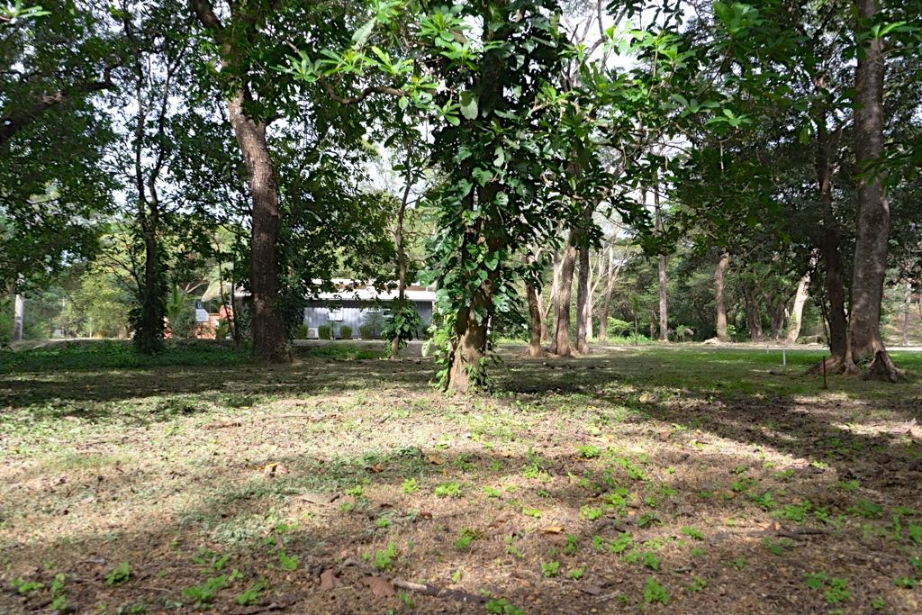Nosara