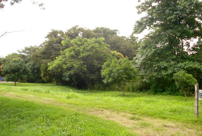 Nosara