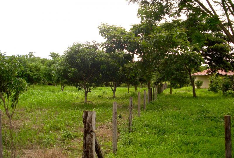 Nosara