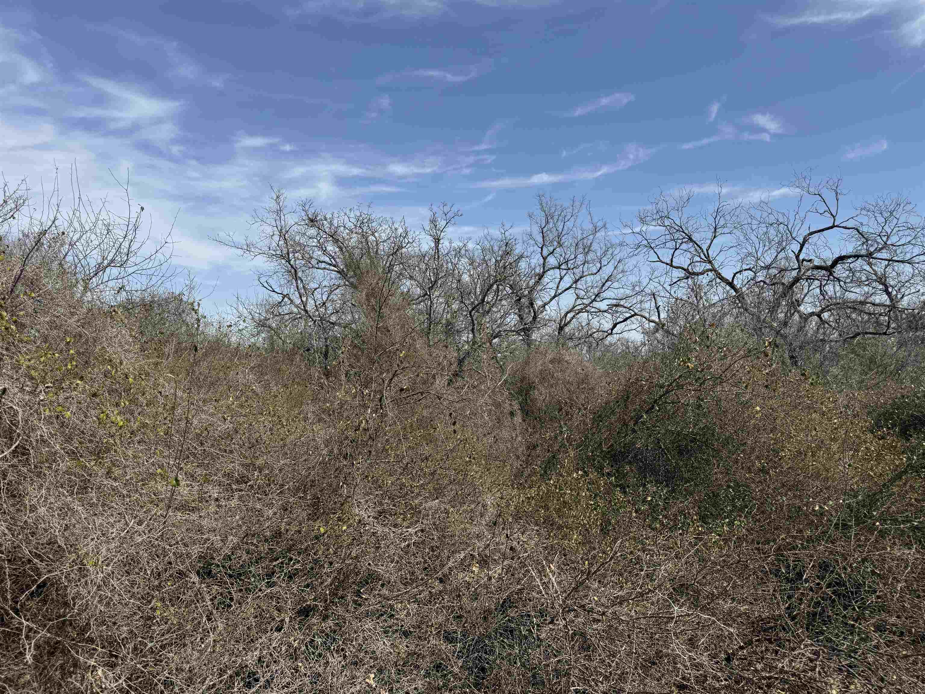 Lot 275-282 Aspermont Drive