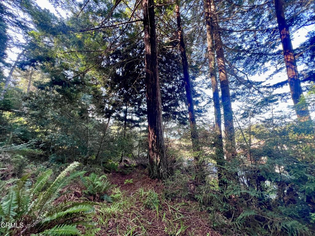 15301 Forest View Road