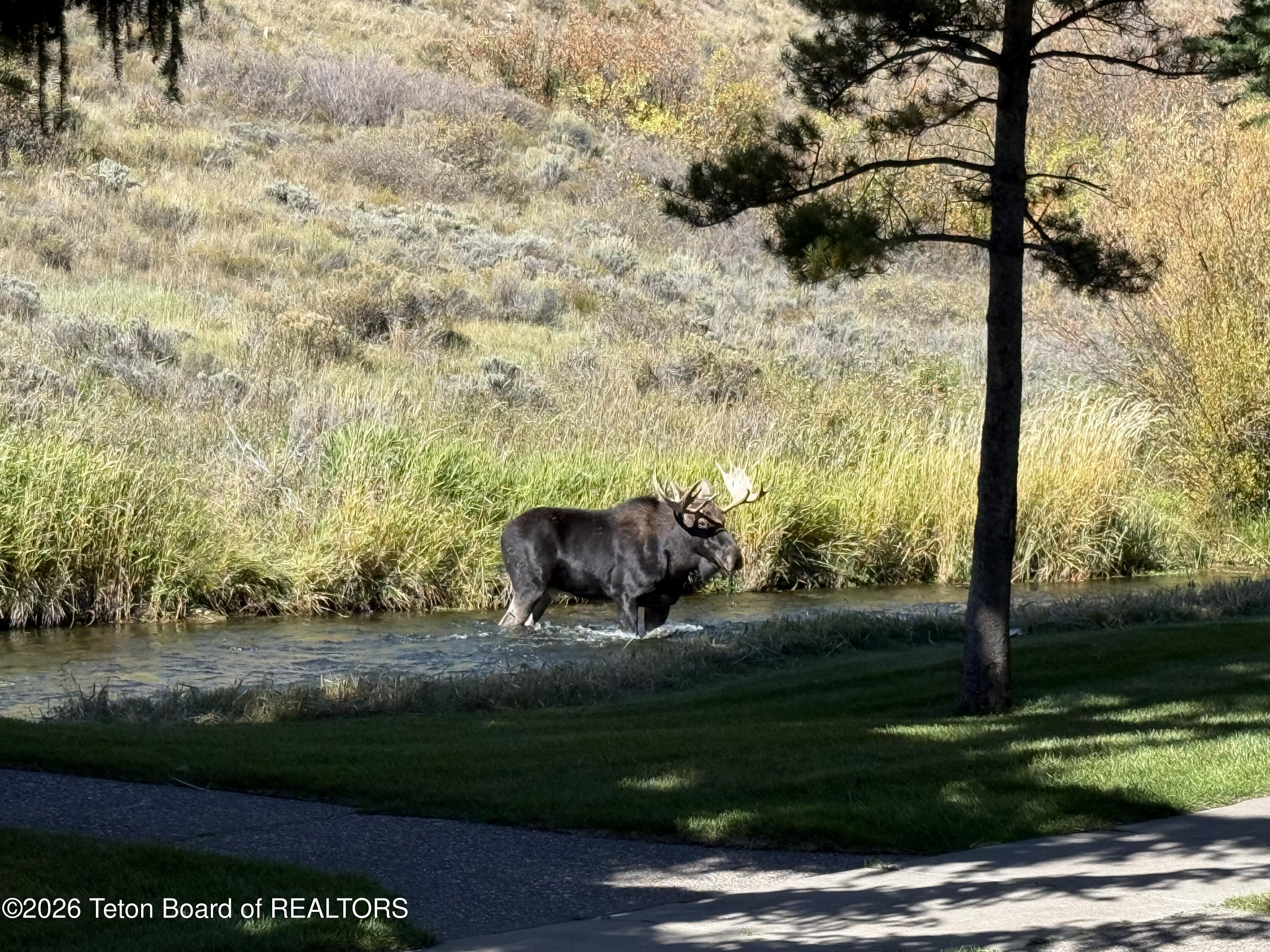 Moose wading through a creek beside a golden meadow and pine tree.