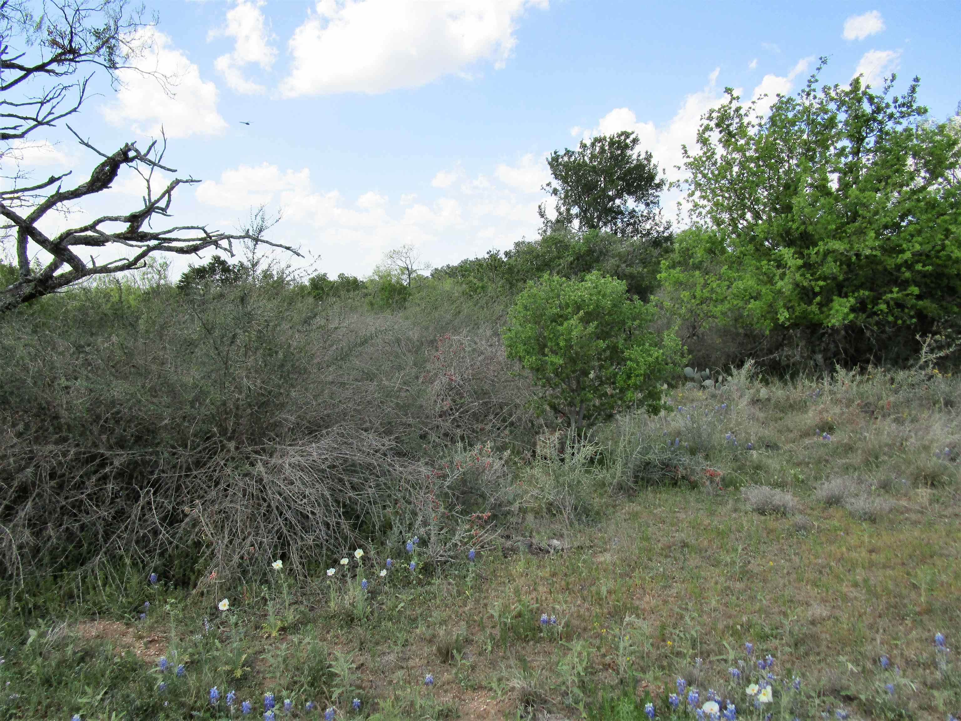 173 Desert Rose Streets