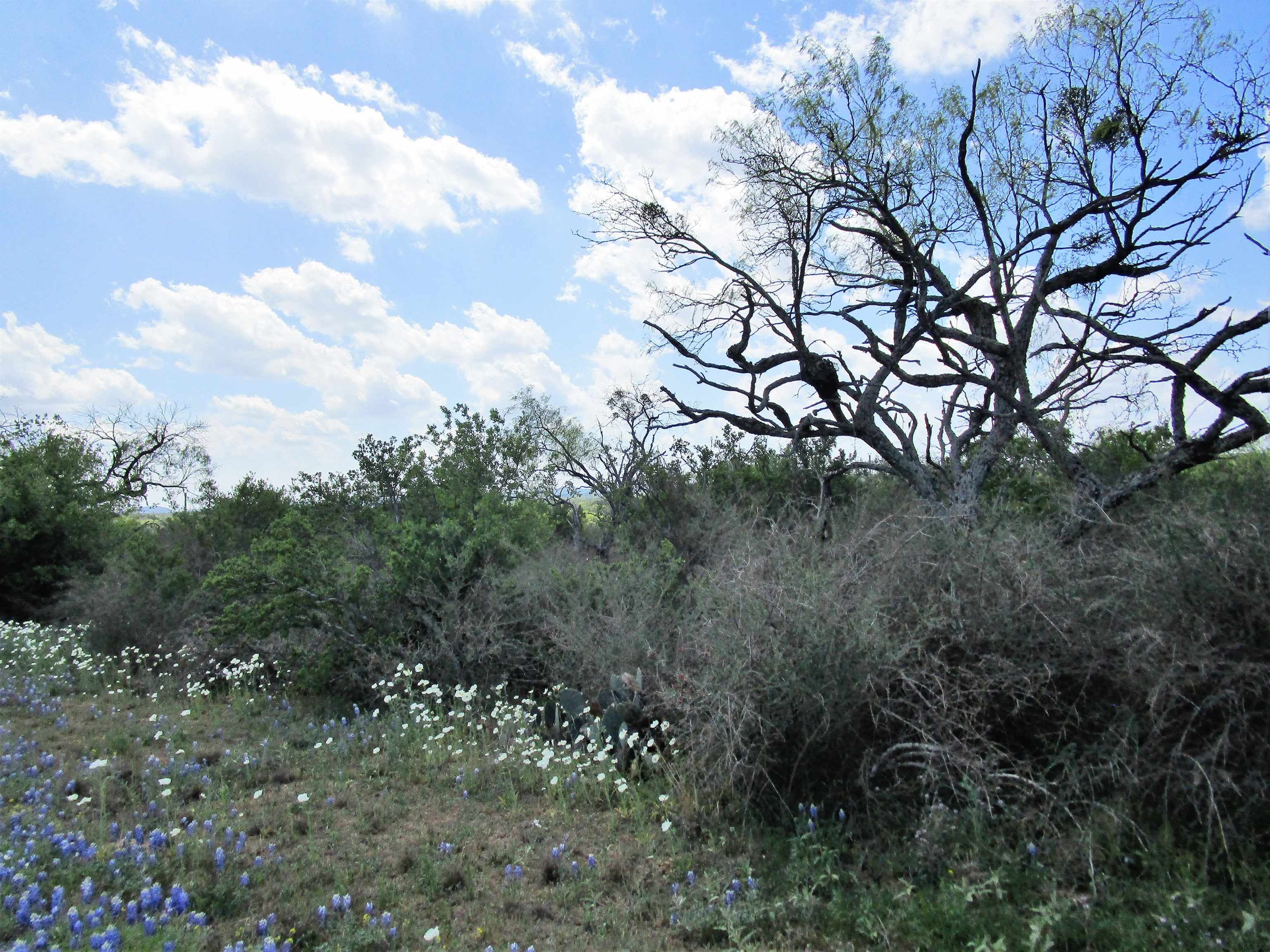 173 Desert Rose Streets