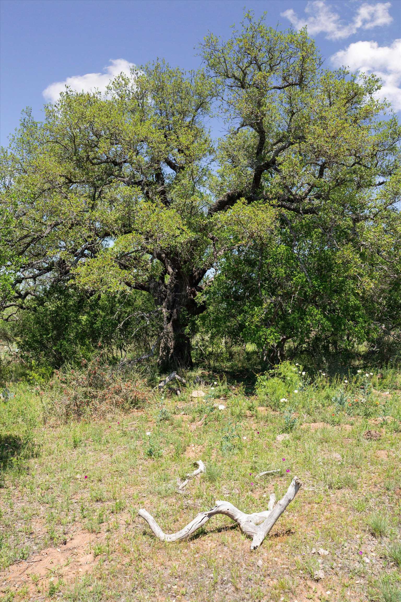 TBD County Road 405A