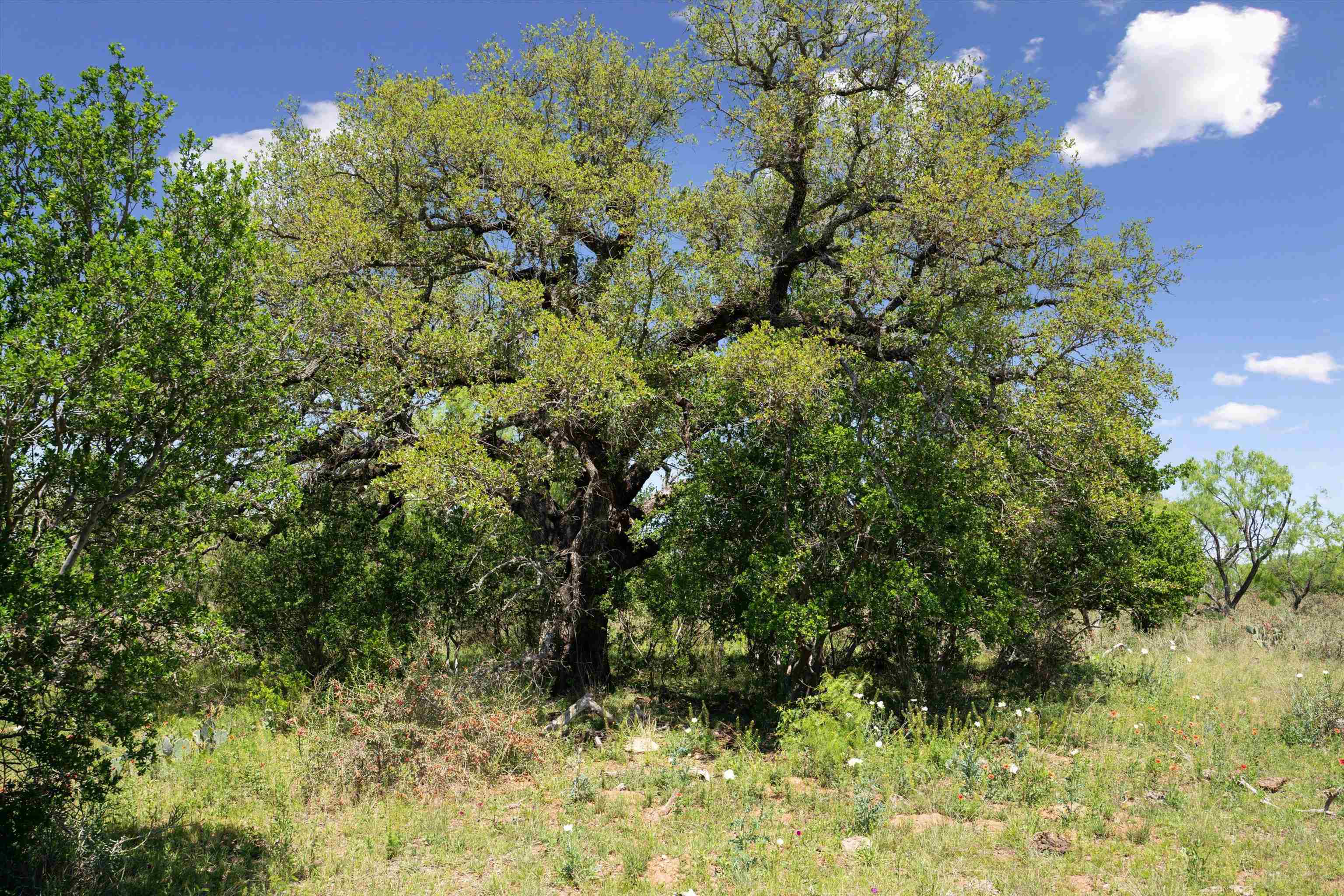 TBD County Road 405A