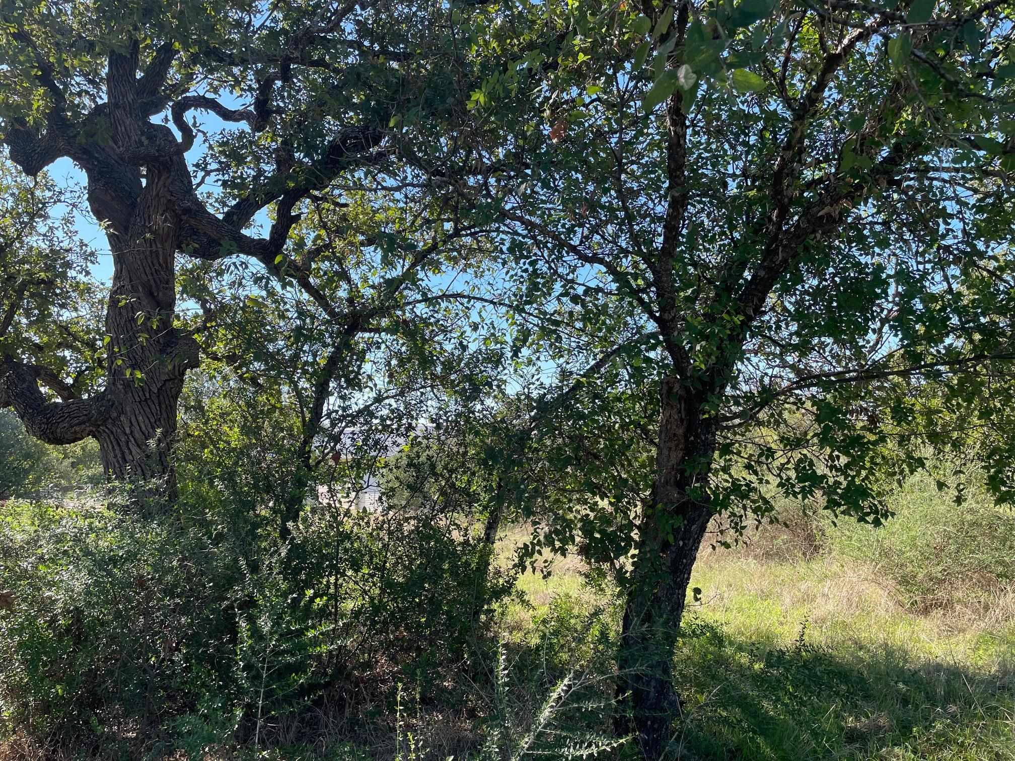 1933 Forest Trail