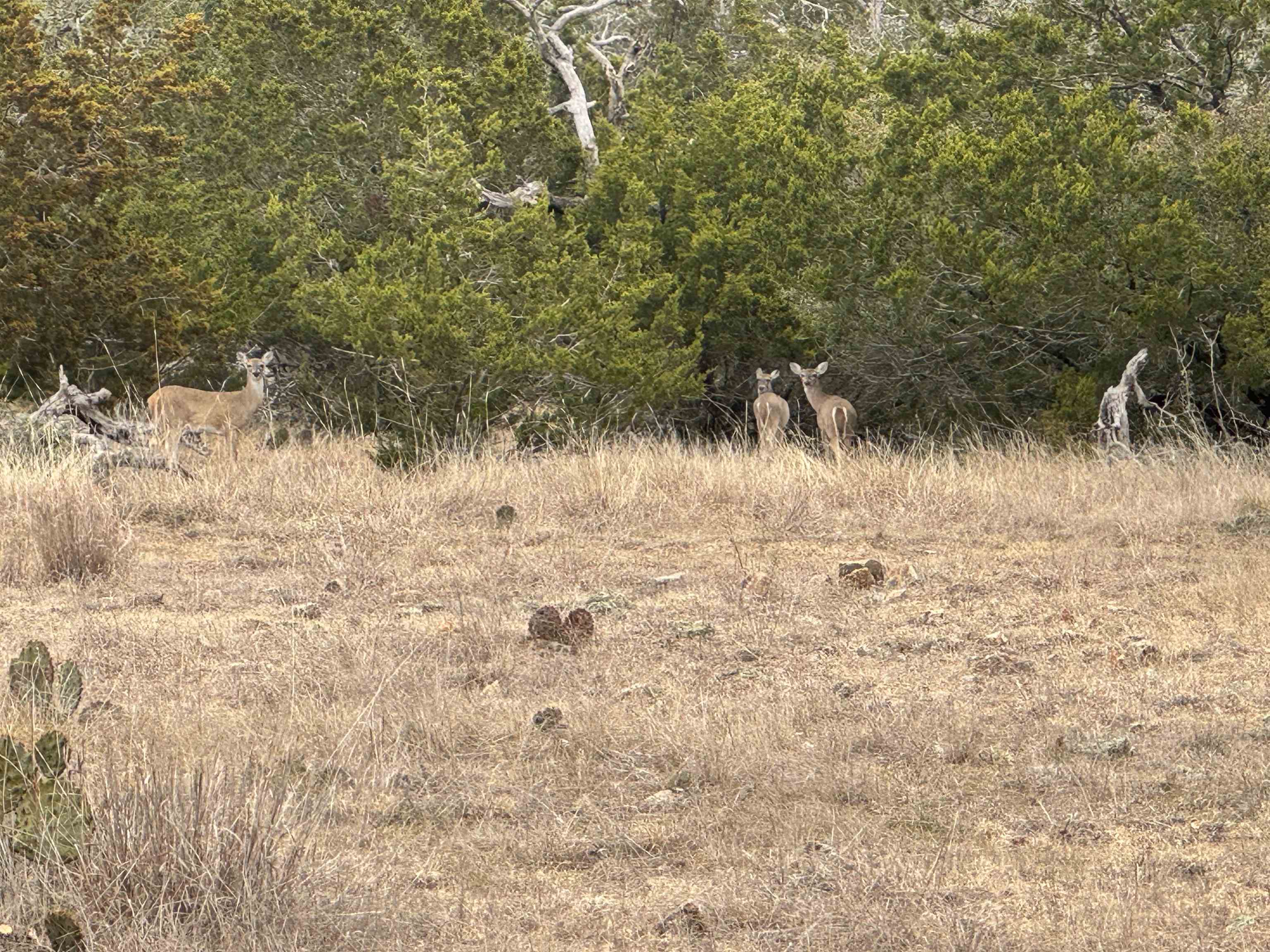 1501 Ahrens-Crenwelge Rd Road