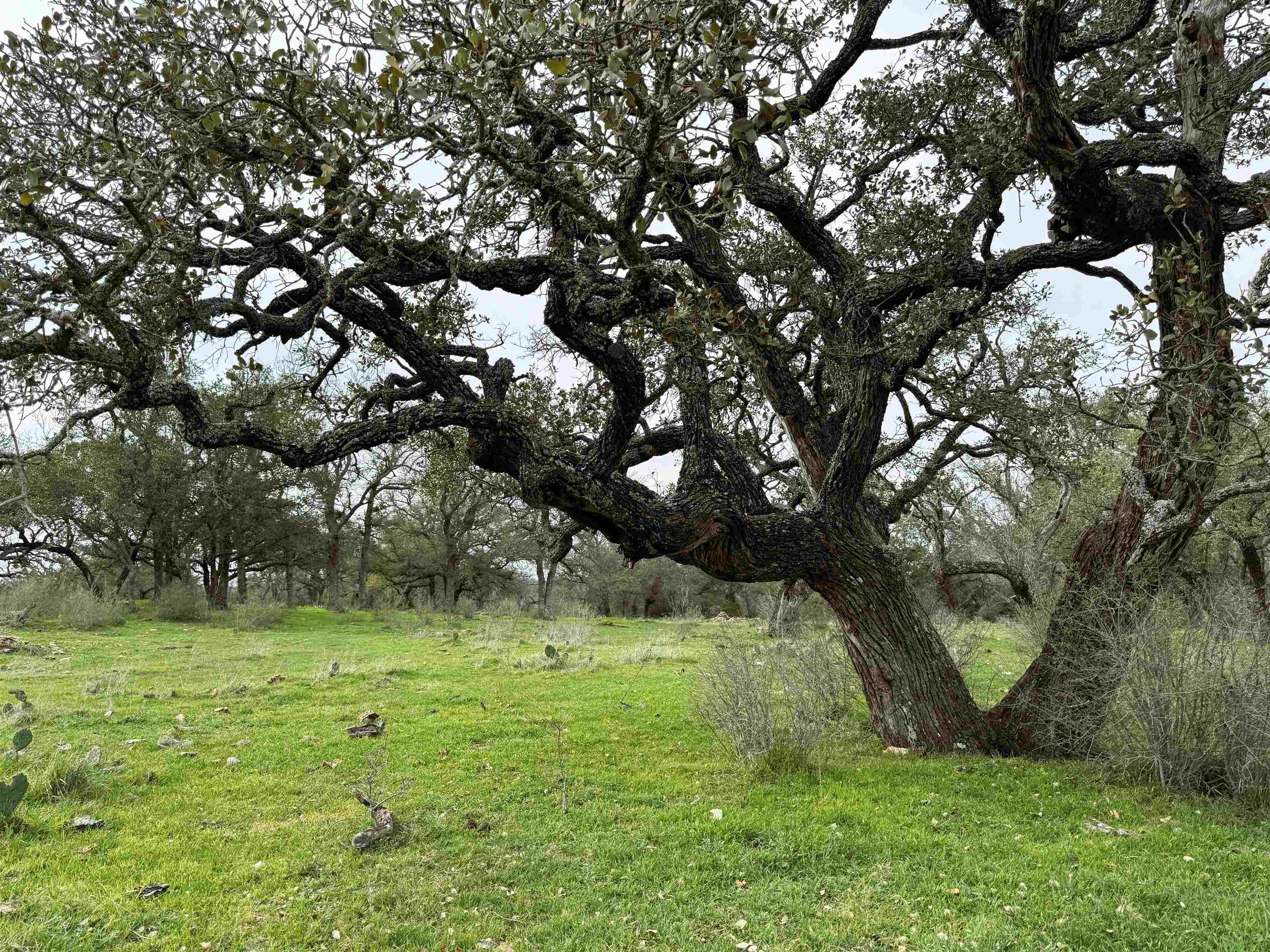 000 Rocky Hollow, Lot 100