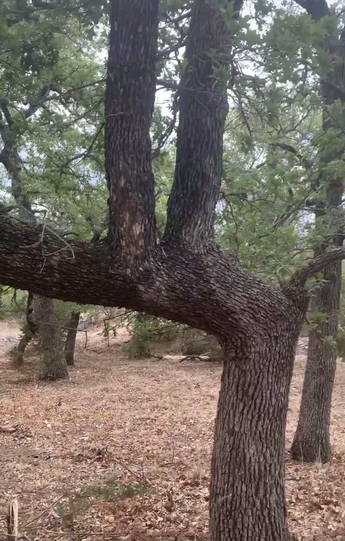 Rocky Hollow Lot 83