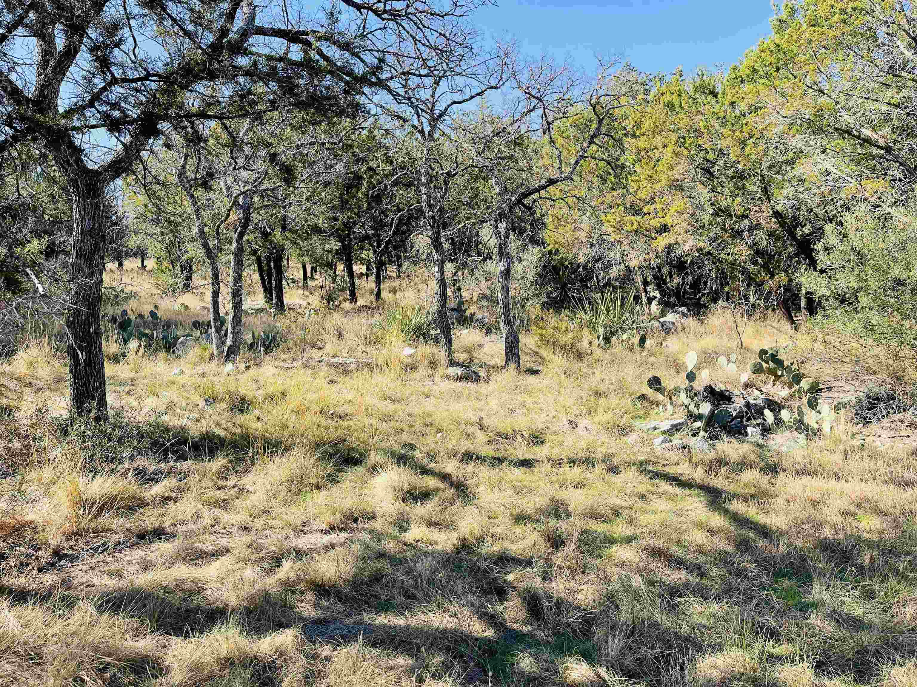1804 Forest