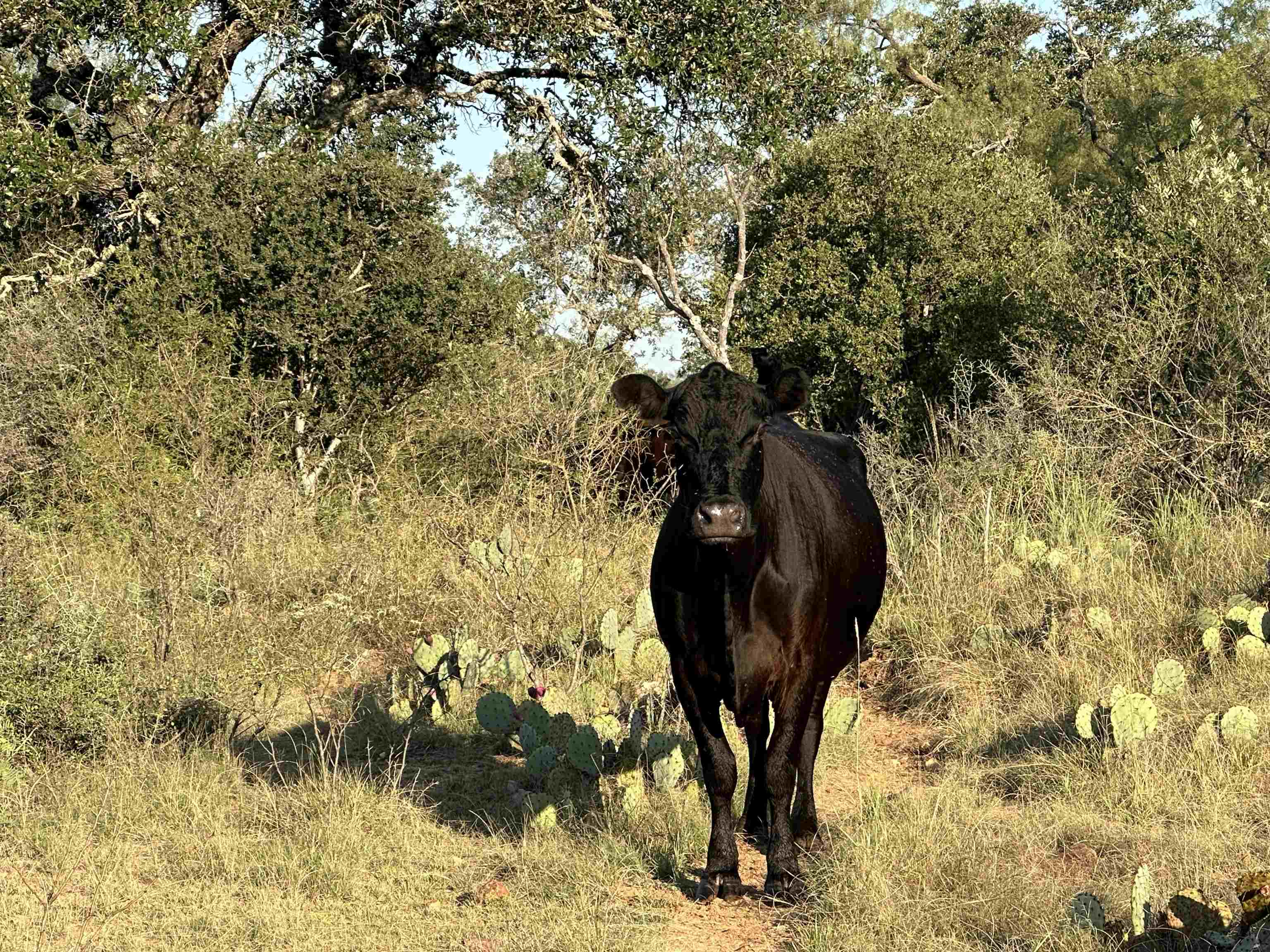 2976 Lower Willow Creek Road