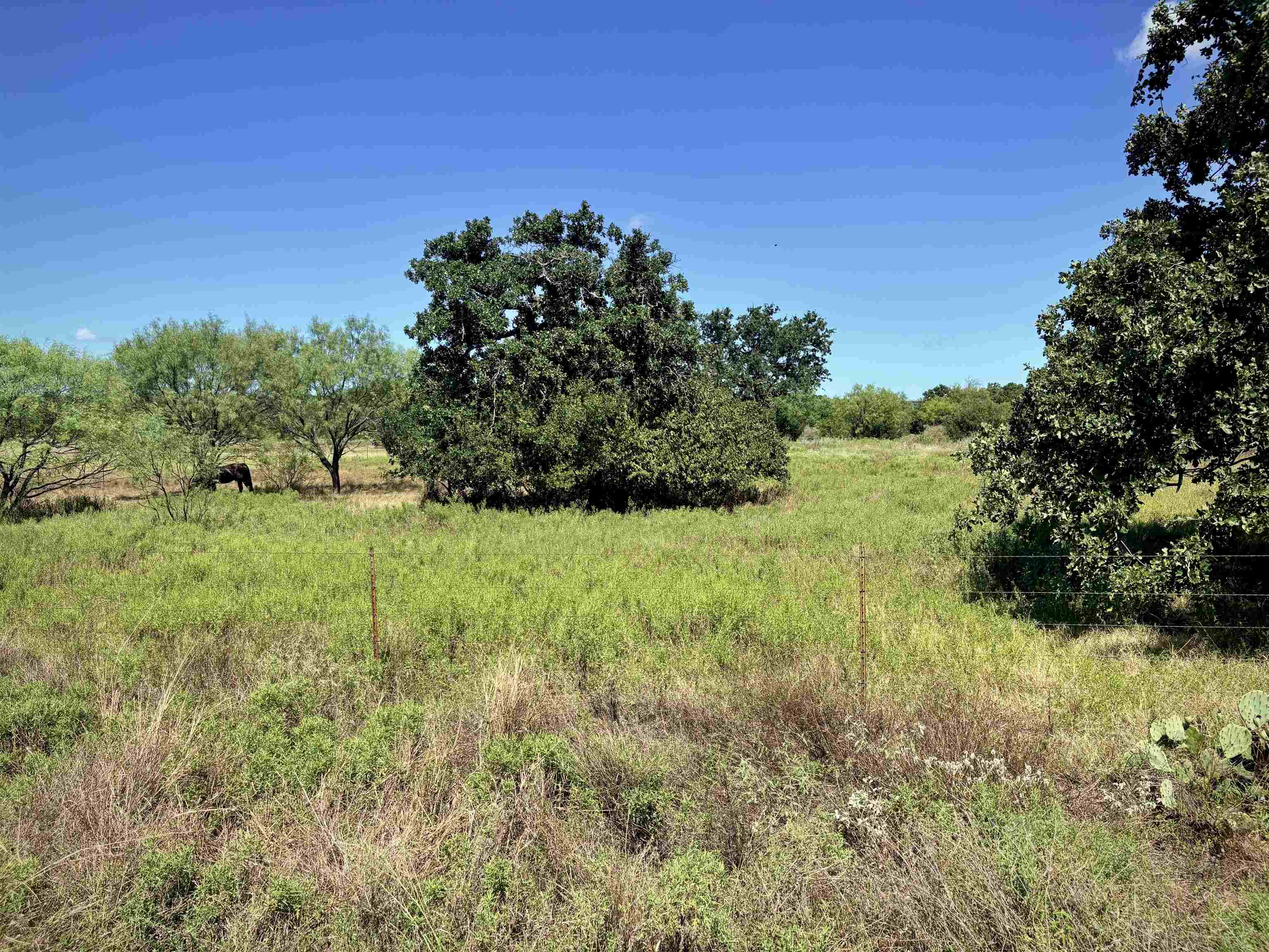 Buffalo Spring Circle