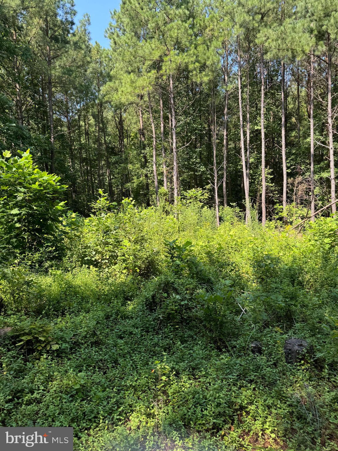 Lot 53 DAYS BRIDGE RD.