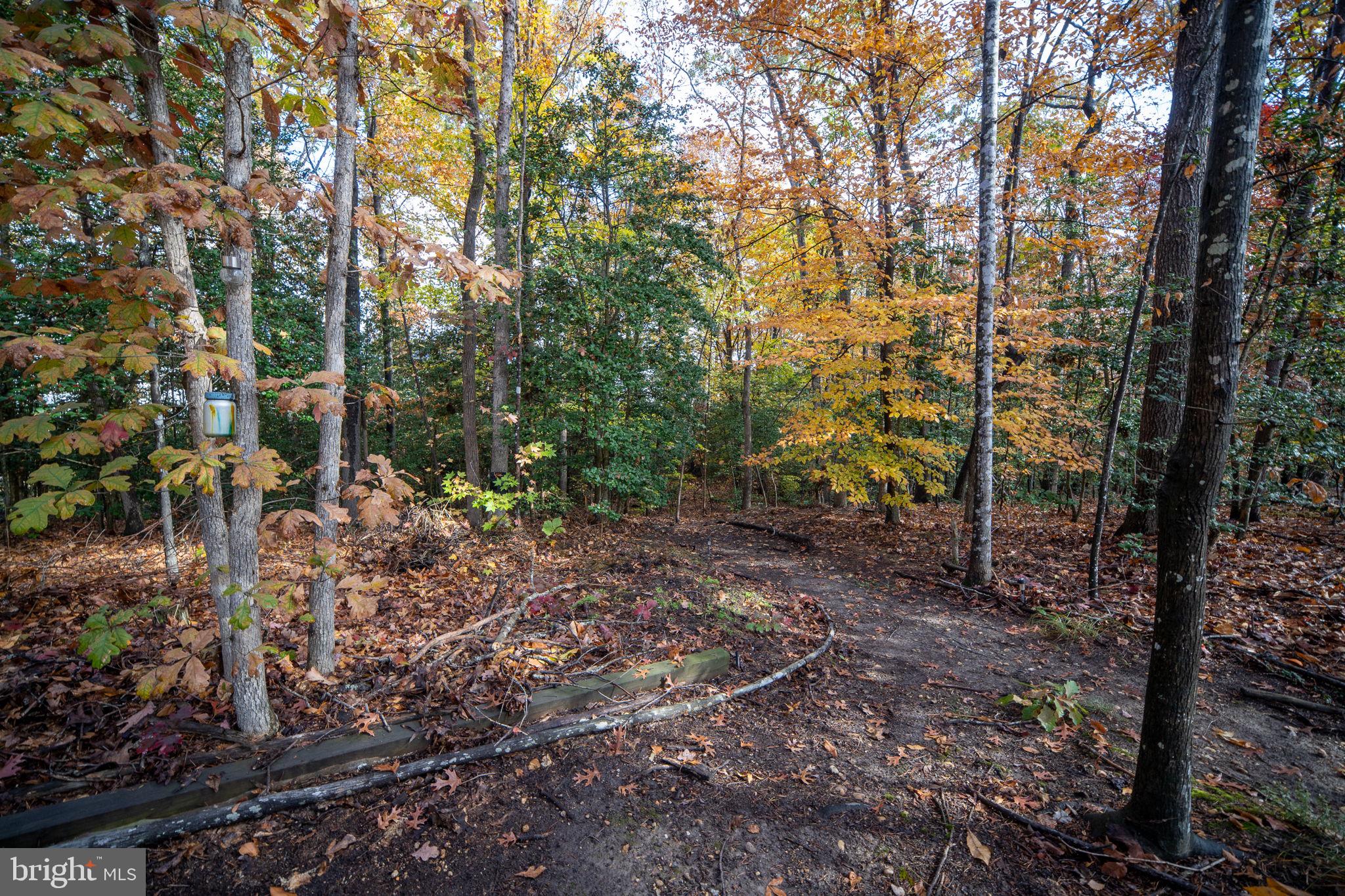 11411 STRIPED MAPLE COURT