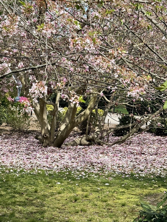 250 Hammond Pond Parkway # 1406N