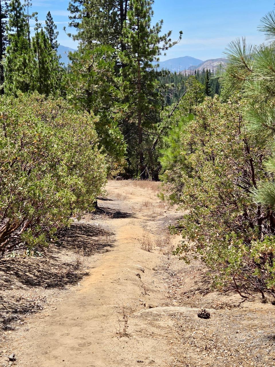 167 Pine Cone Path