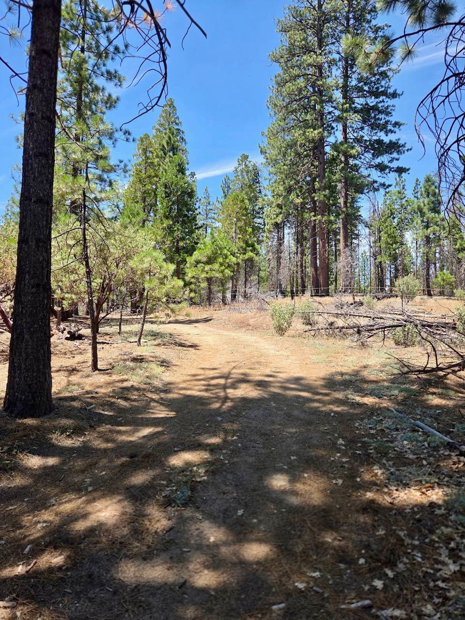 167 Pine Cone Path