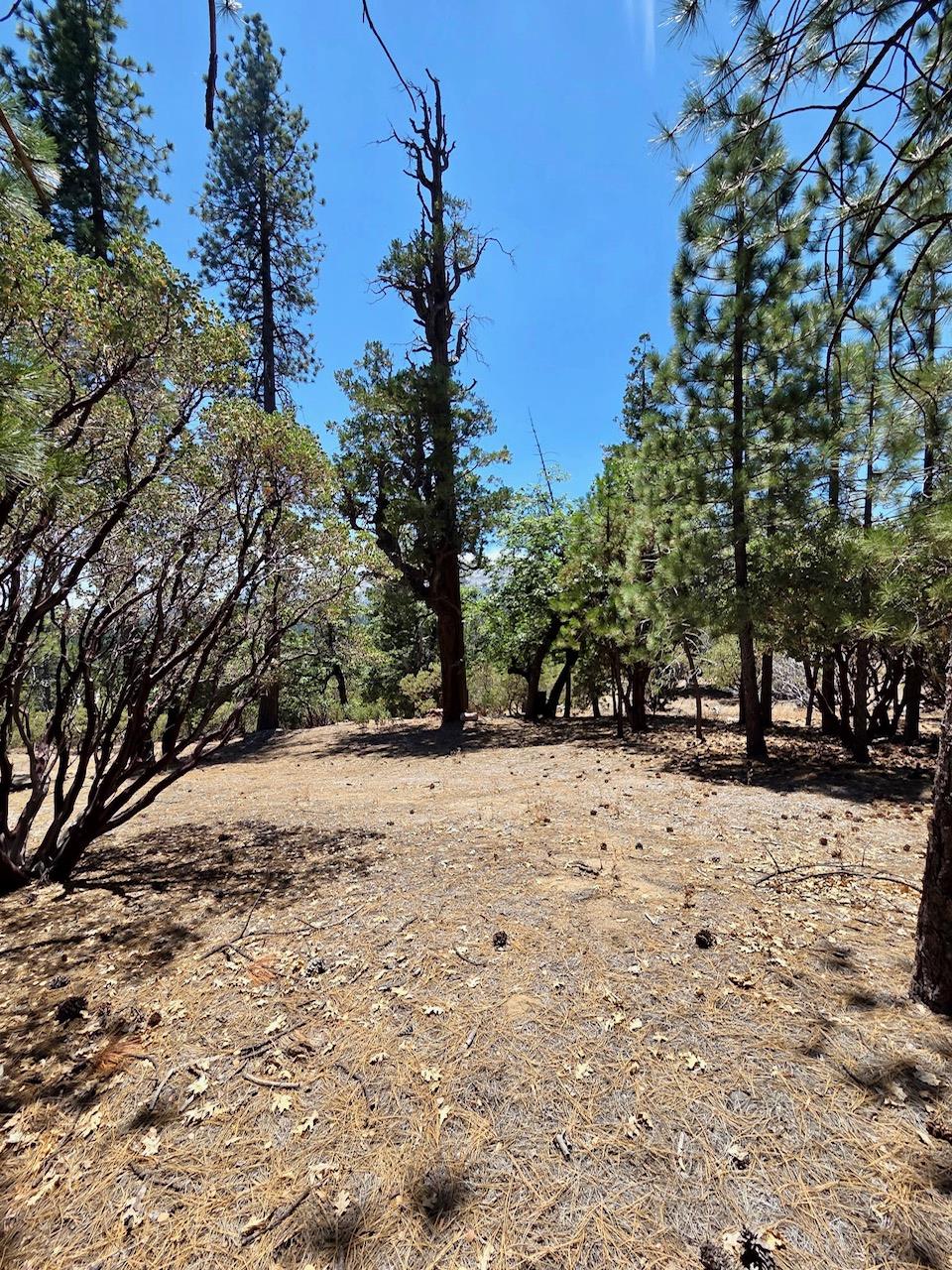 167 Pine Cone Path