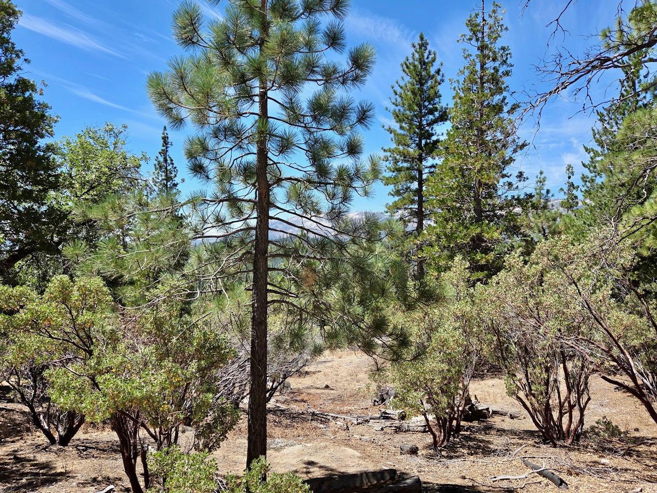 167 Pine Cone Path