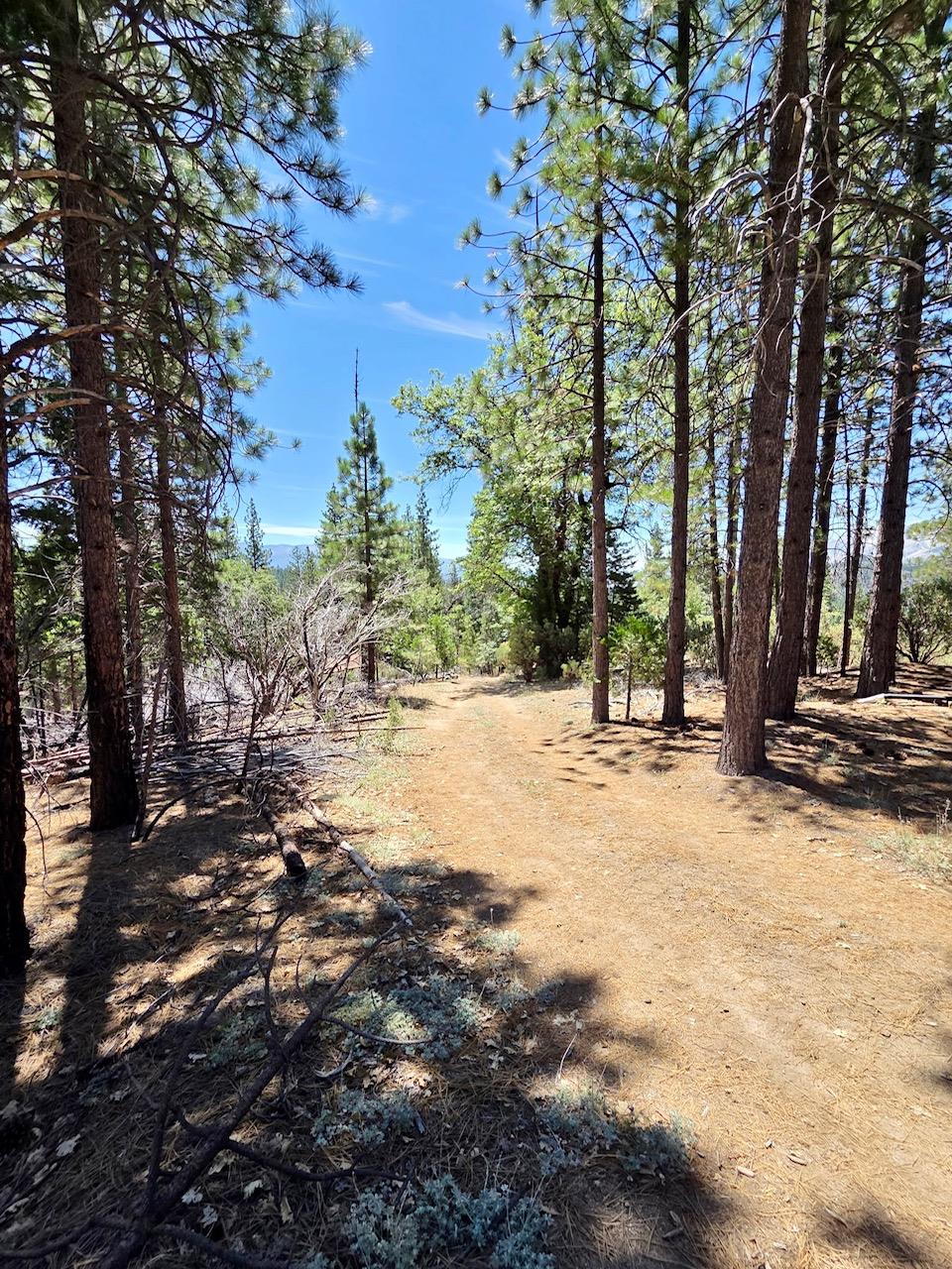 167 Pine Cone Path