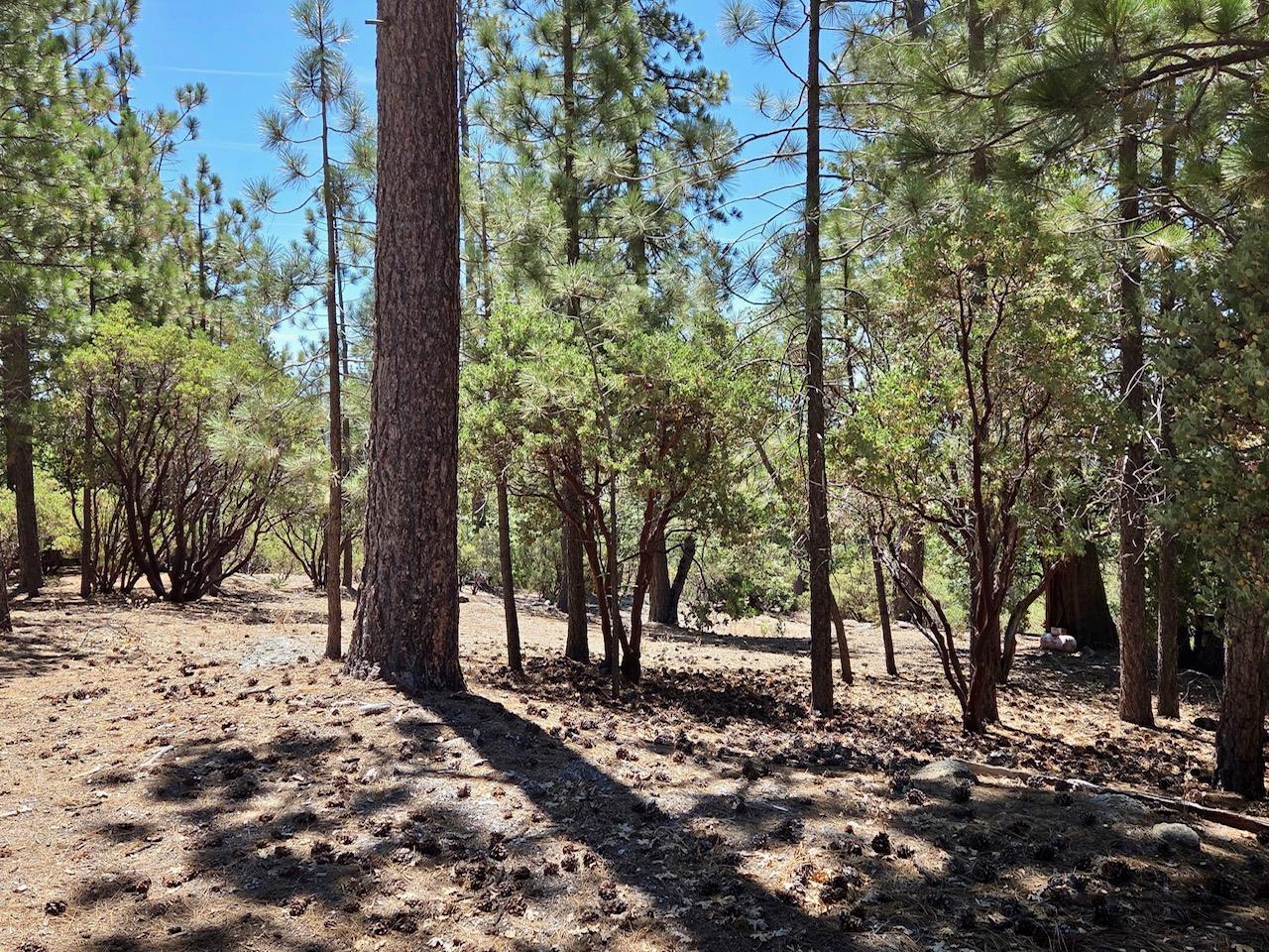 167 Pine Cone Path