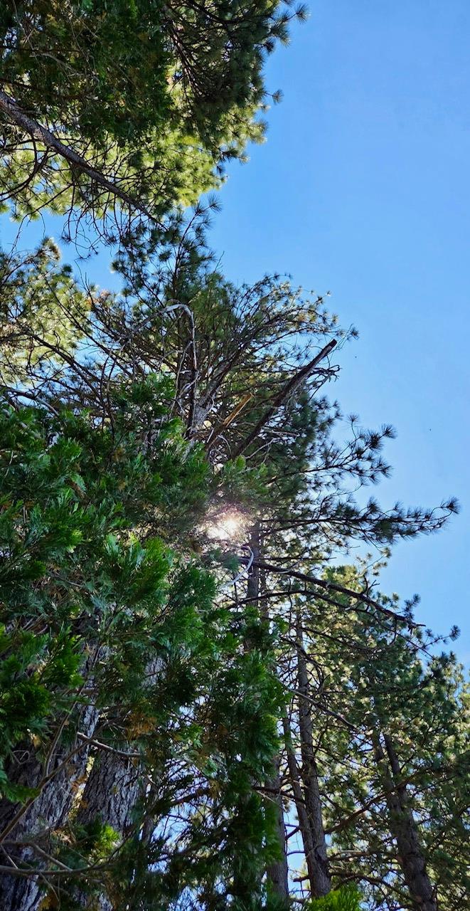167 Pine Cone Path