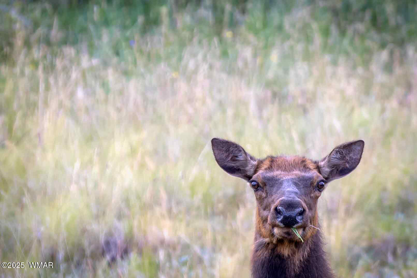 201 E Pinecrest Lane