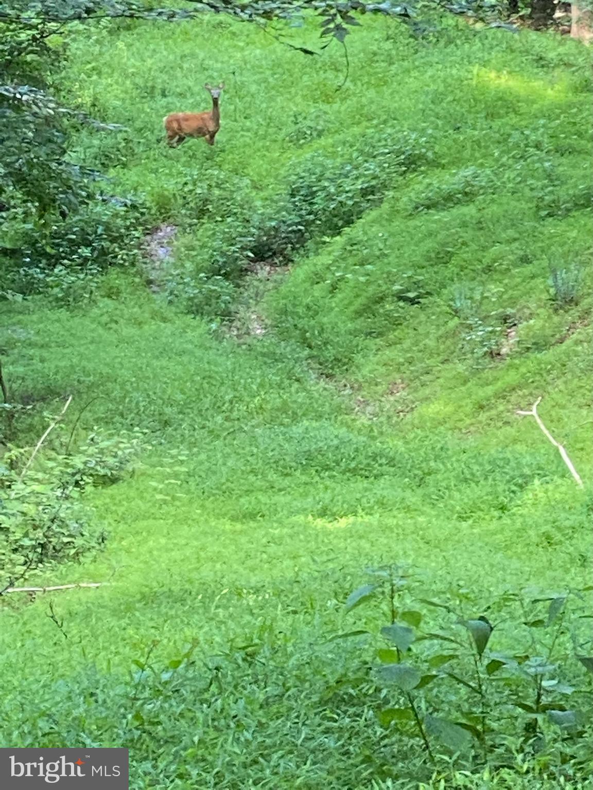 11429 Occoquan Oaks Ln