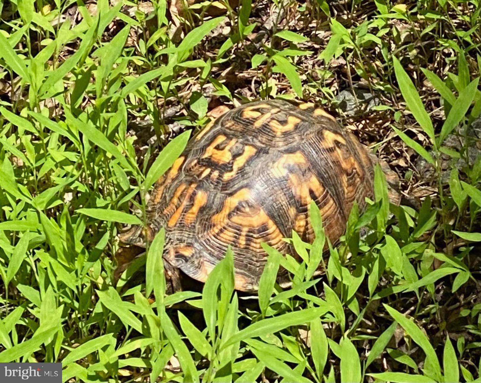 11429 Occoquan Oaks Ln