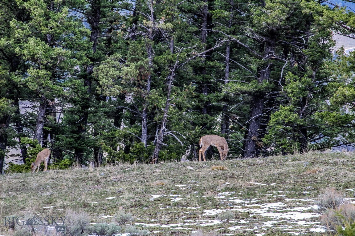 Bozeman