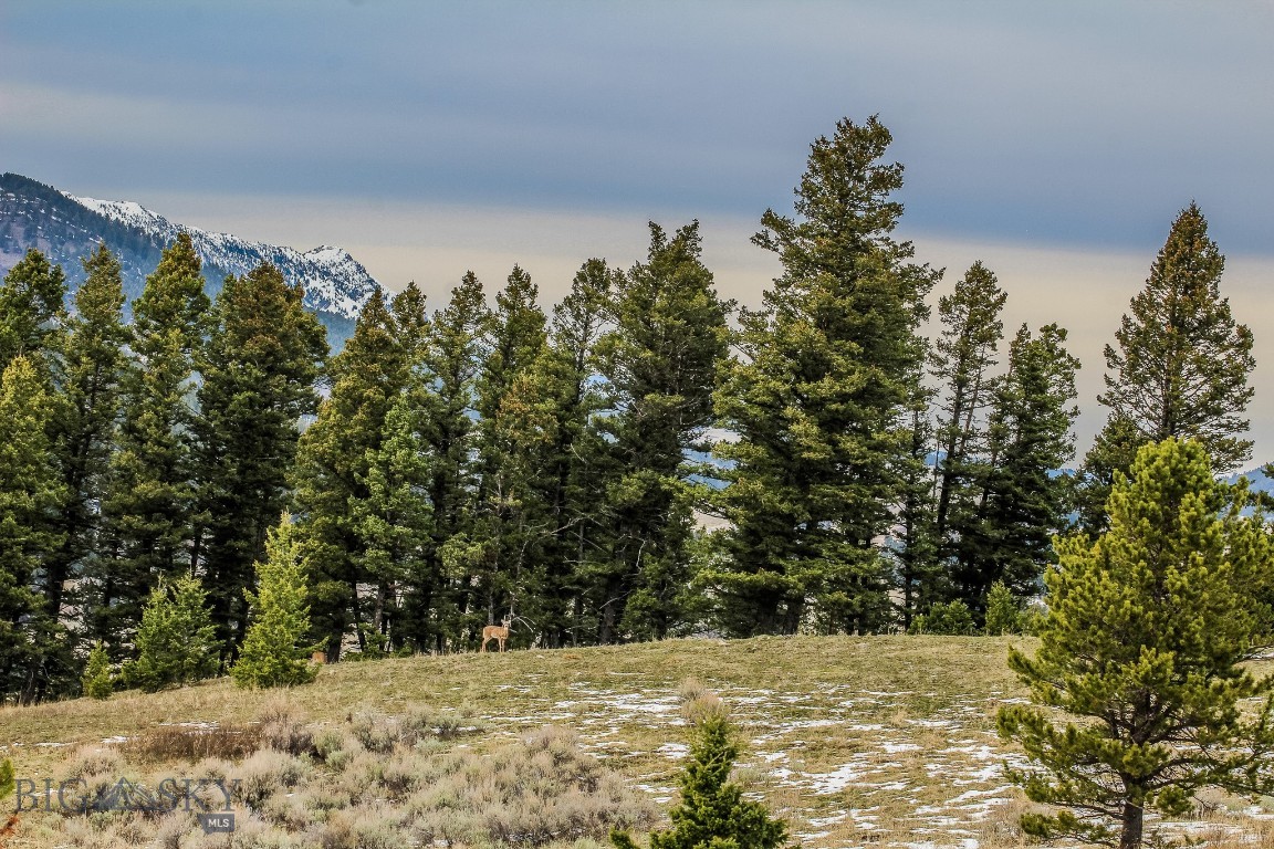 Bozeman