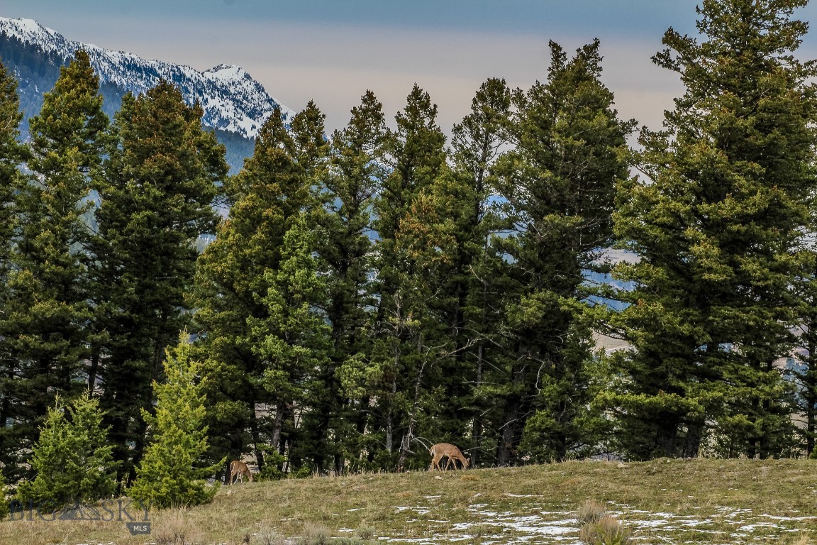 Bozeman
