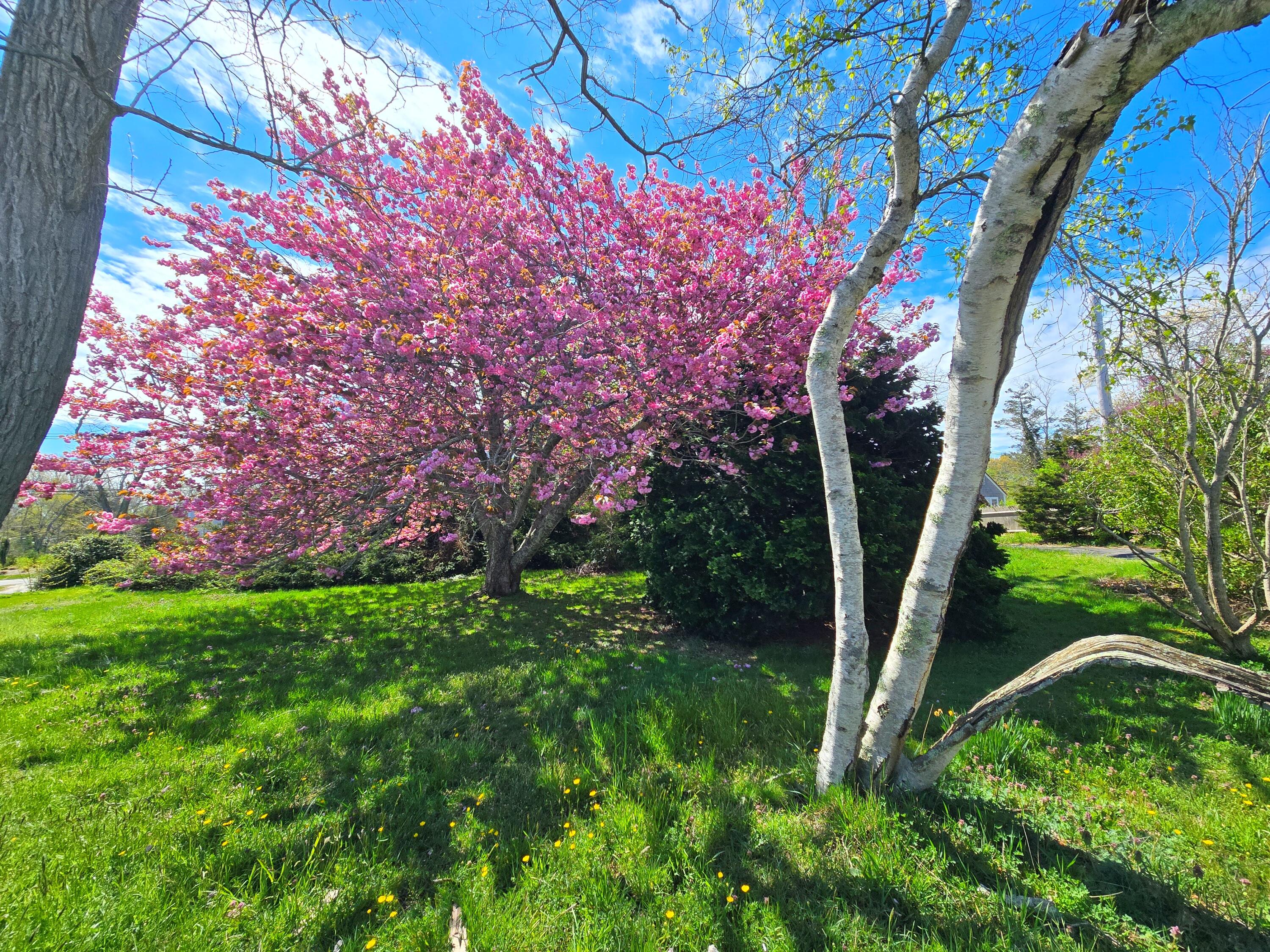 56 Locust Road