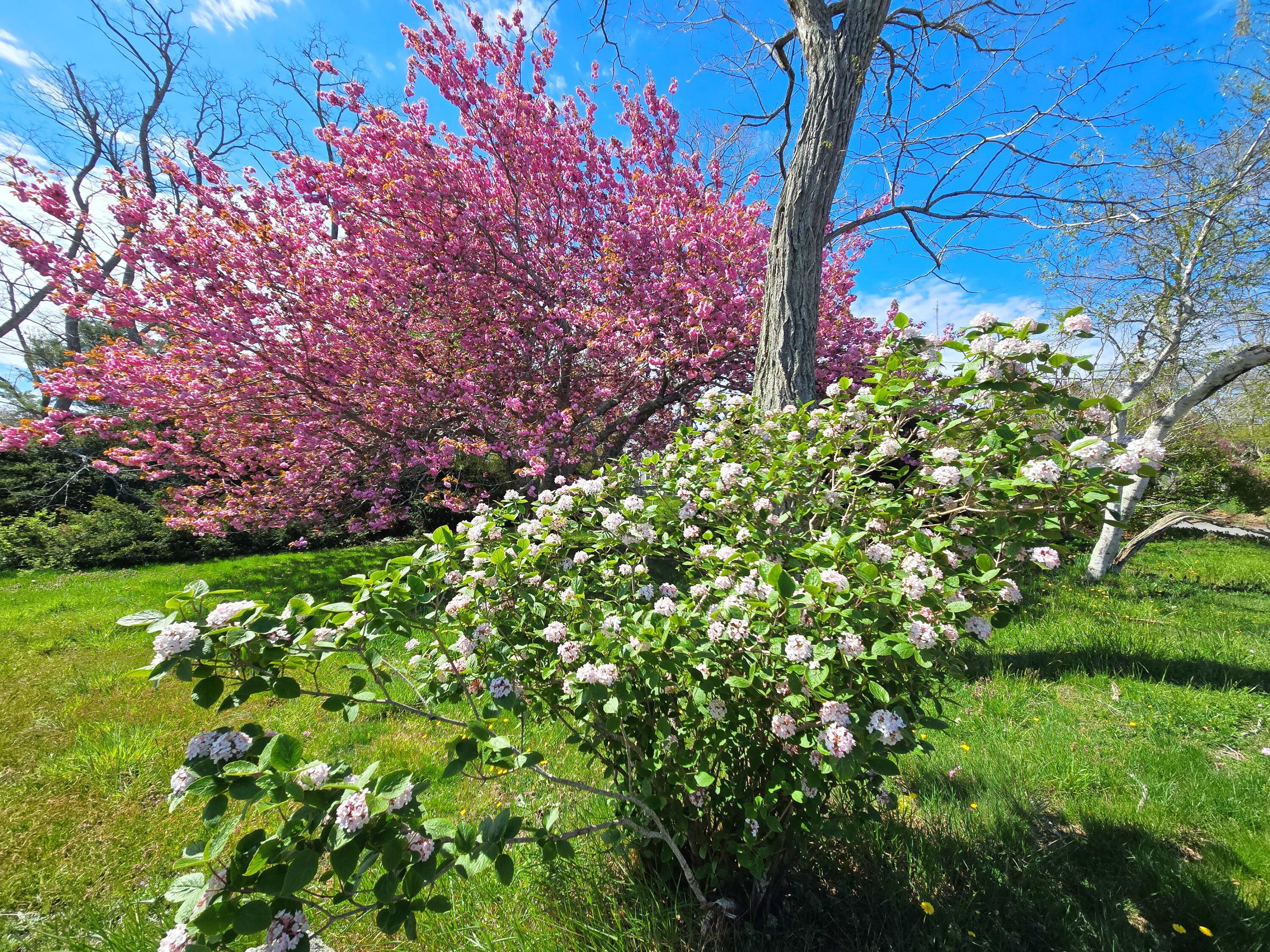 56 Locust Road
