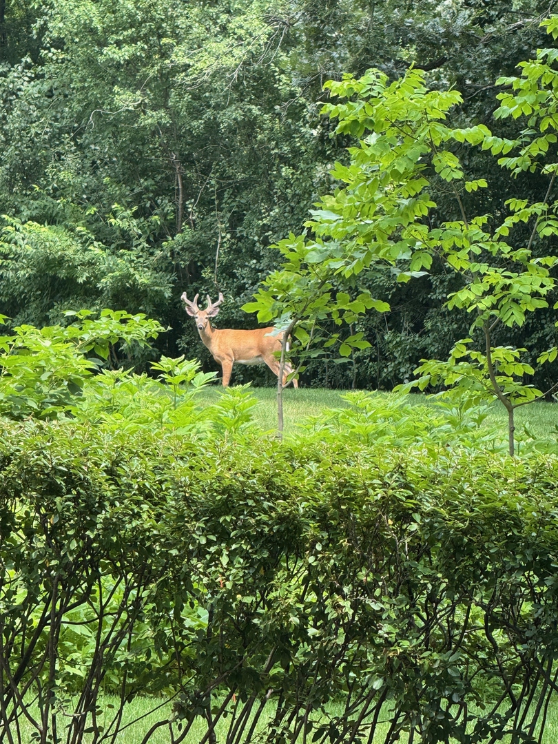 22356 W Timberlea Lane