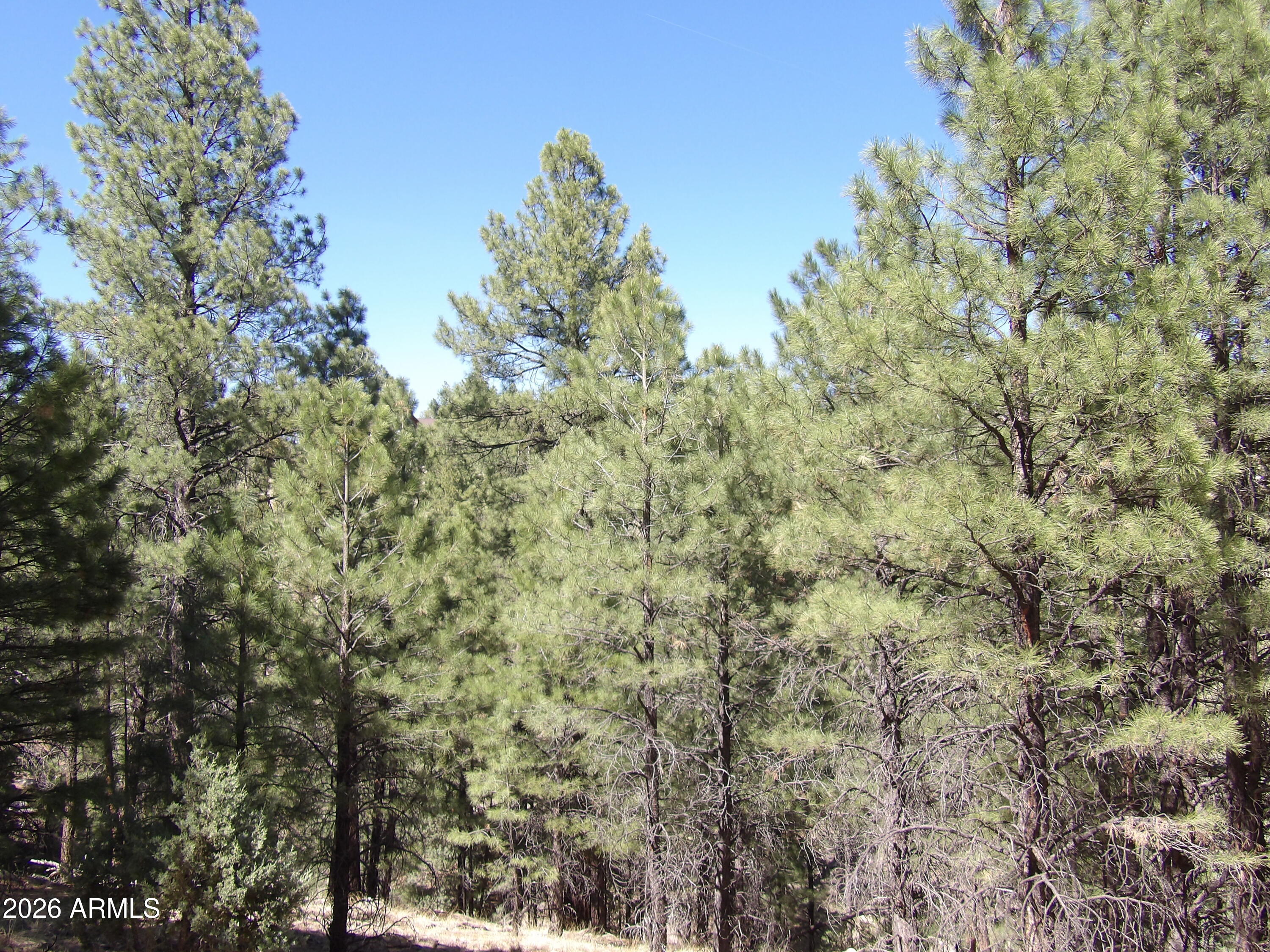 1601 MOQUI Drive 77